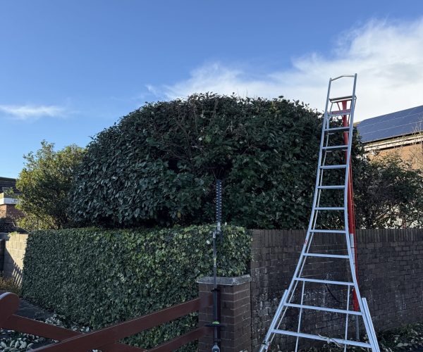hedge-trimming-experts
