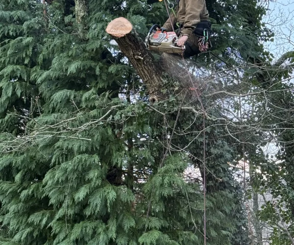 storm-damage-tree-work-in-south-wales