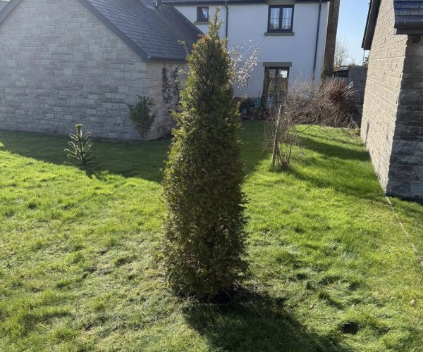 tree-planting-gardener-baglan-margam-park-port-talbot