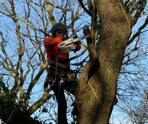 tree-surgeon-baglan-garden-services