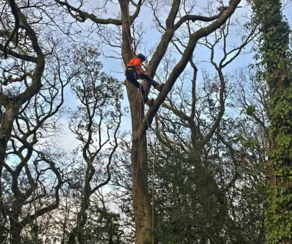 tree-surgeons-baglan-garden-services